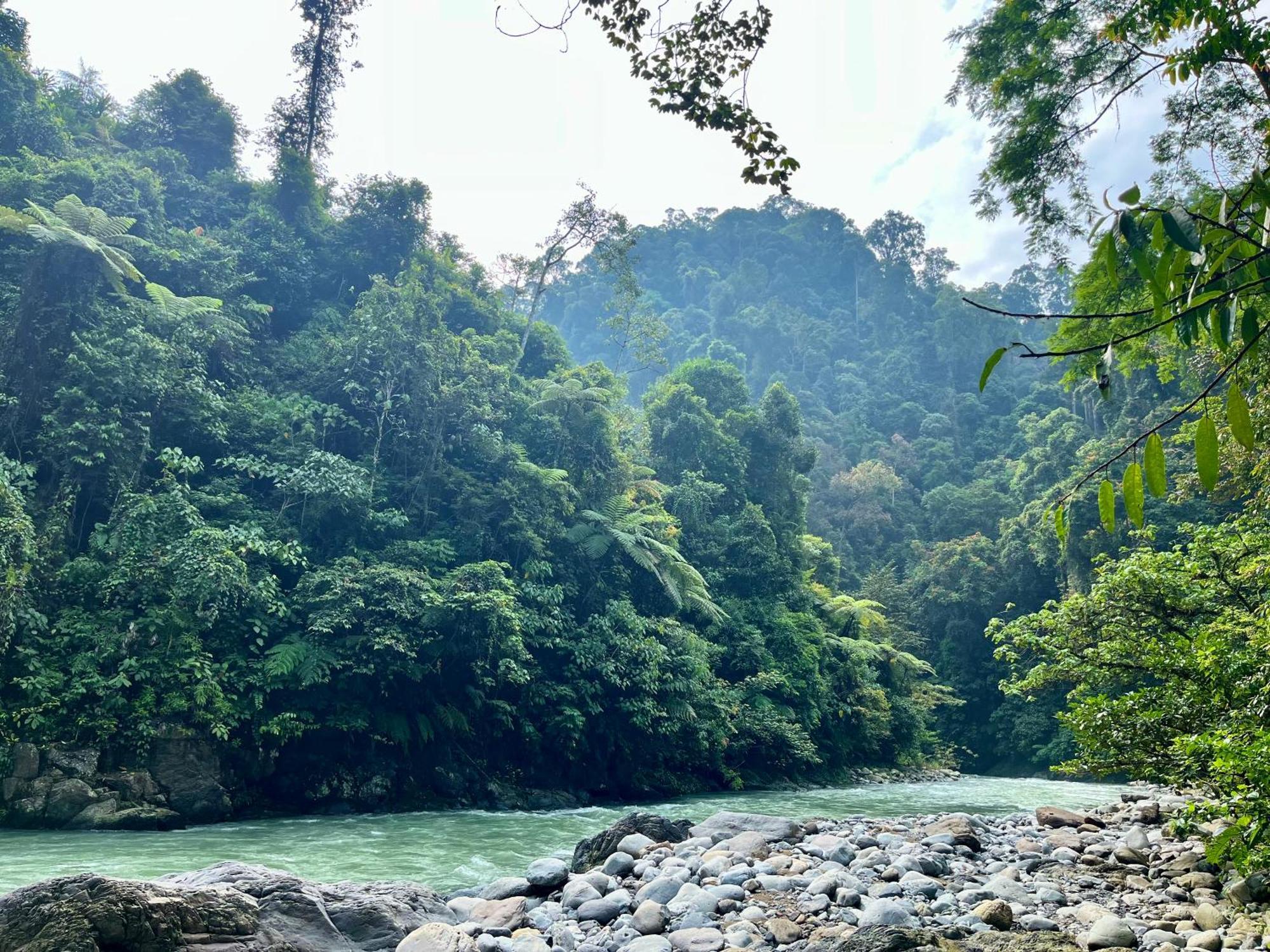 Charlys Little House Hotel Bukit Lawang Luaran gambar