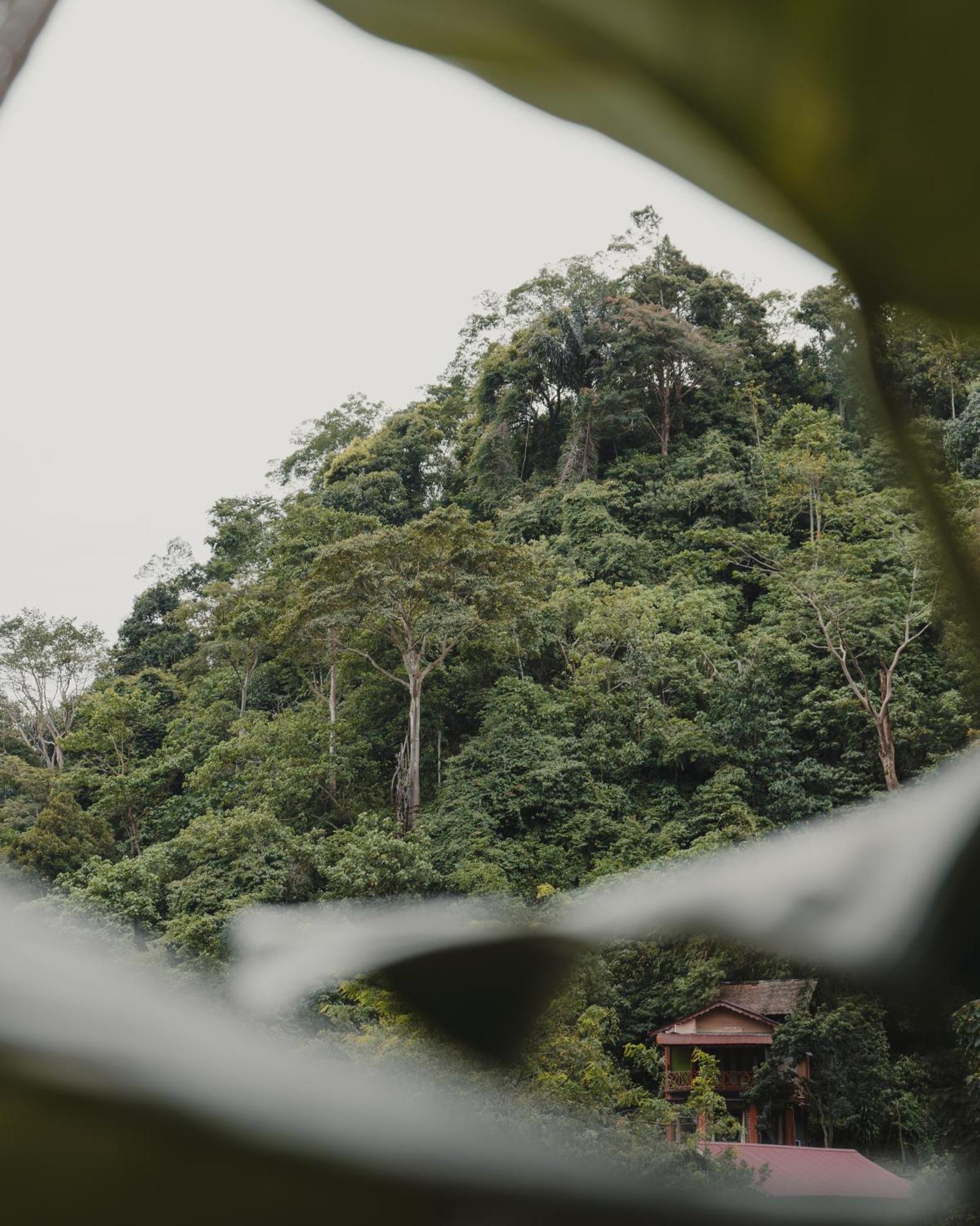 Charlys Little House Hotel Bukit Lawang Luaran gambar